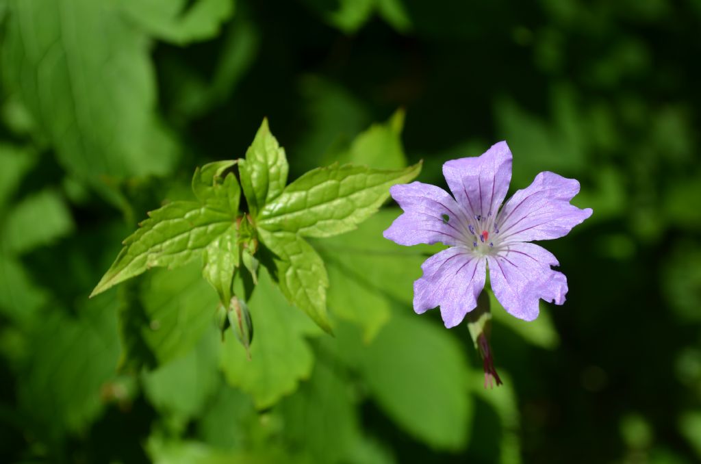 Geranium nodosum